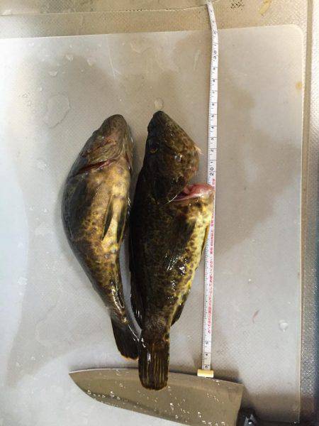 メバリングデビュー戦