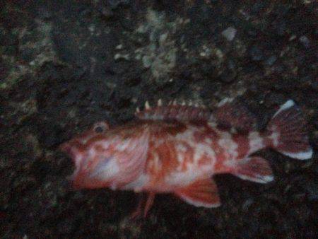 エソワンガシワン