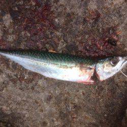 サゴさんサバわん