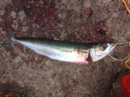 サゴさんサバわん