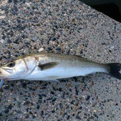 シーバス【セイゴ】