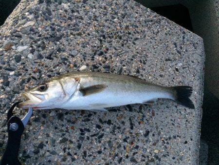 シーバス【セイゴ】