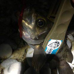 渋かった・・・