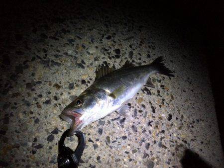 シーバス【セイゴ】