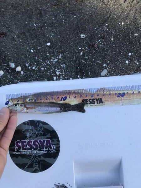 スピンパデビュー戦