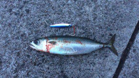 狙いとは違うが嬉しい1匹！