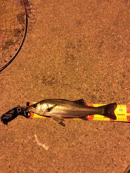 ポートアイランド北公園、マイクロベイトパタ…