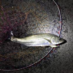 神戸湾奥バチパターン開幕