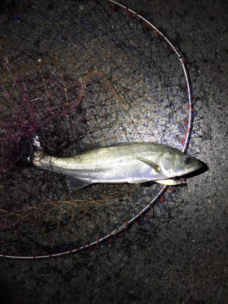 神戸湾奥バチパターン開幕