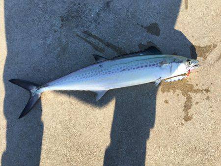 ショアジギング