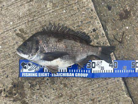 落とし込みにー！