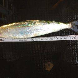 初めてのサビキ釣りやってみました！