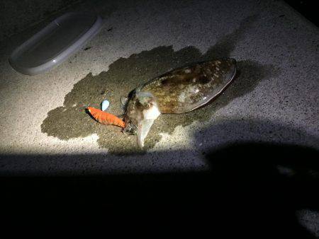 今年初のエギング！