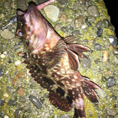 ぱっつぁんとロックフィッシュ