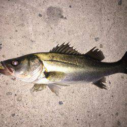 今シーズン初バチ