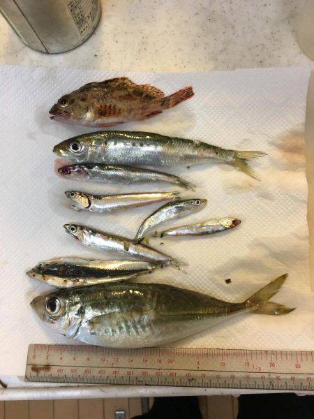 エソフィエスタ