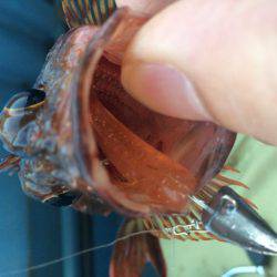 ロックフィッシュショート便で