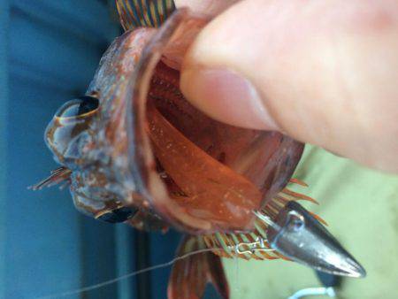 ロックフィッシュショート便で