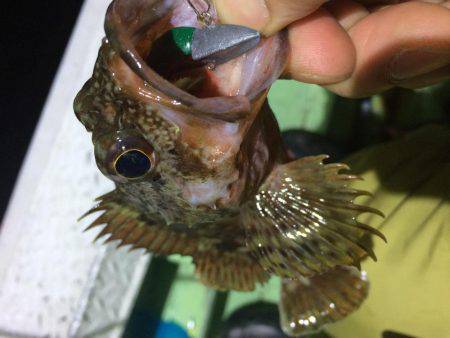 ライトワインドチャレンジ