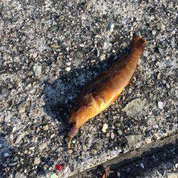 小さなアイナメ