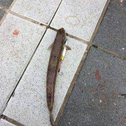 エギング薄し  エソ、ベイト多し