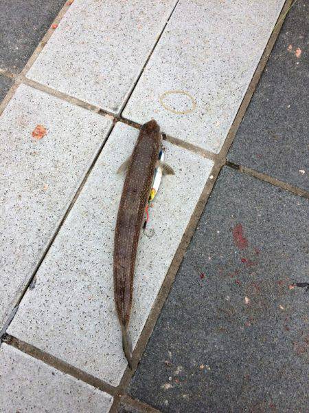 エギング薄し  エソ、ベイト多し