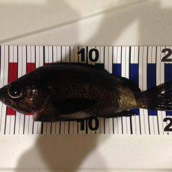 メバル釣れた、ダイソーやるね!