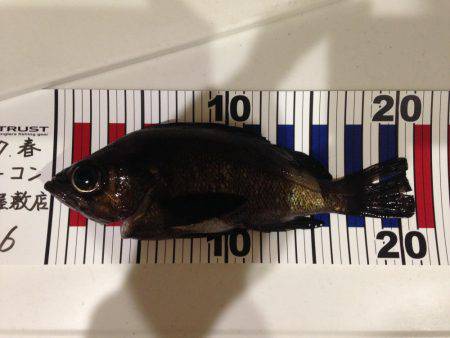 メバル釣れた、ダイソーやるね!