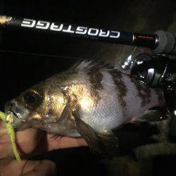 初泉南メバリング