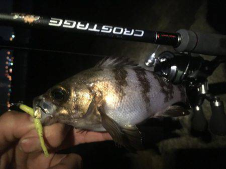 初泉南メバリング