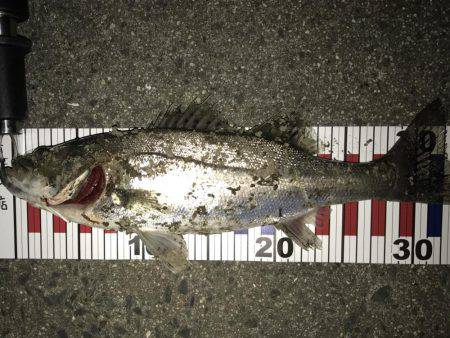 今年初チーバス