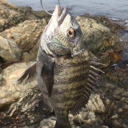 初 沖磯・チヌ釣り