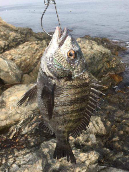 初 沖磯・チヌ釣り