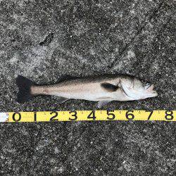 ナイスシーバス連発！