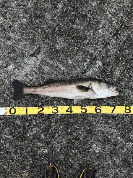 ナイスシーバス連発！