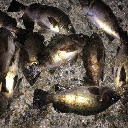 神明間メバリング