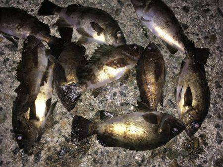 神明間メバリング