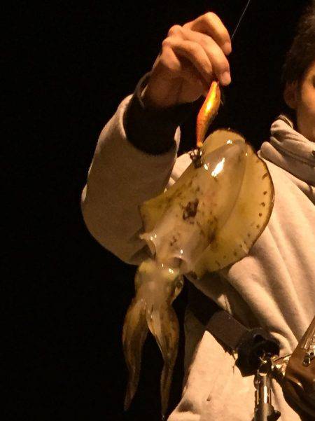 海鮮戦隊エギンガー