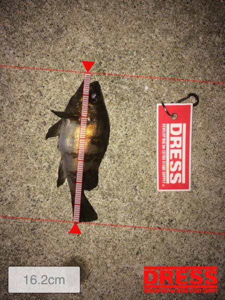 メ…メバリング！！