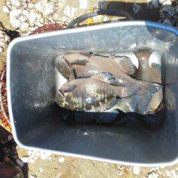 グレ少し釣れました・・・・