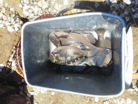 グレ少し釣れました・・・・