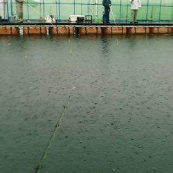 カタタの釣り堀にてカンパチ、ヒラス狙い