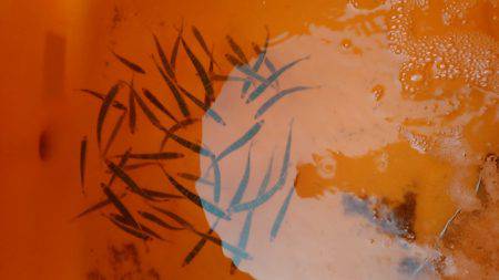 サビキ釣り～夜釣りに挑戦