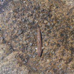 青物釣果に踊らされて…。