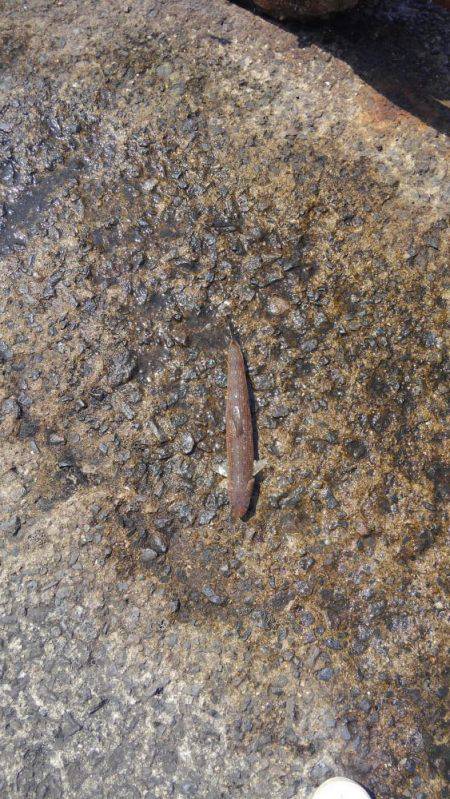 青物釣果に踊らされて…。