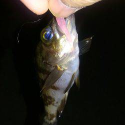 早朝メバリング