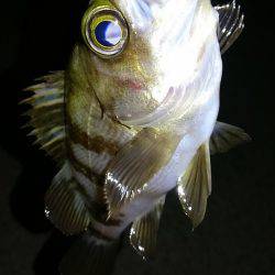 早朝メバリング