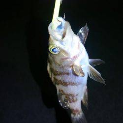 GW突入メバリング