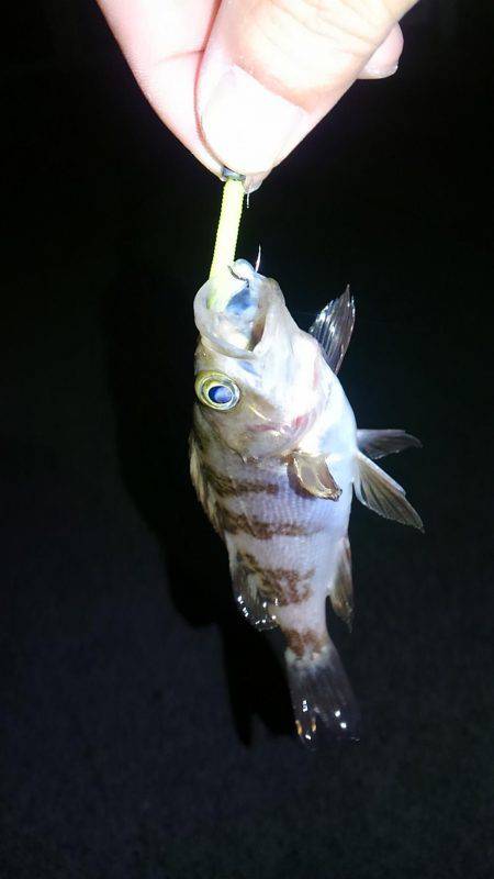 GW突入メバリング