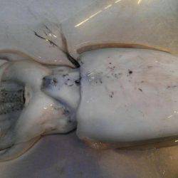 チニングでコウイカ